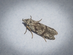 Oxythecta hieroglyphica