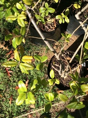 Bowkeria verticillata