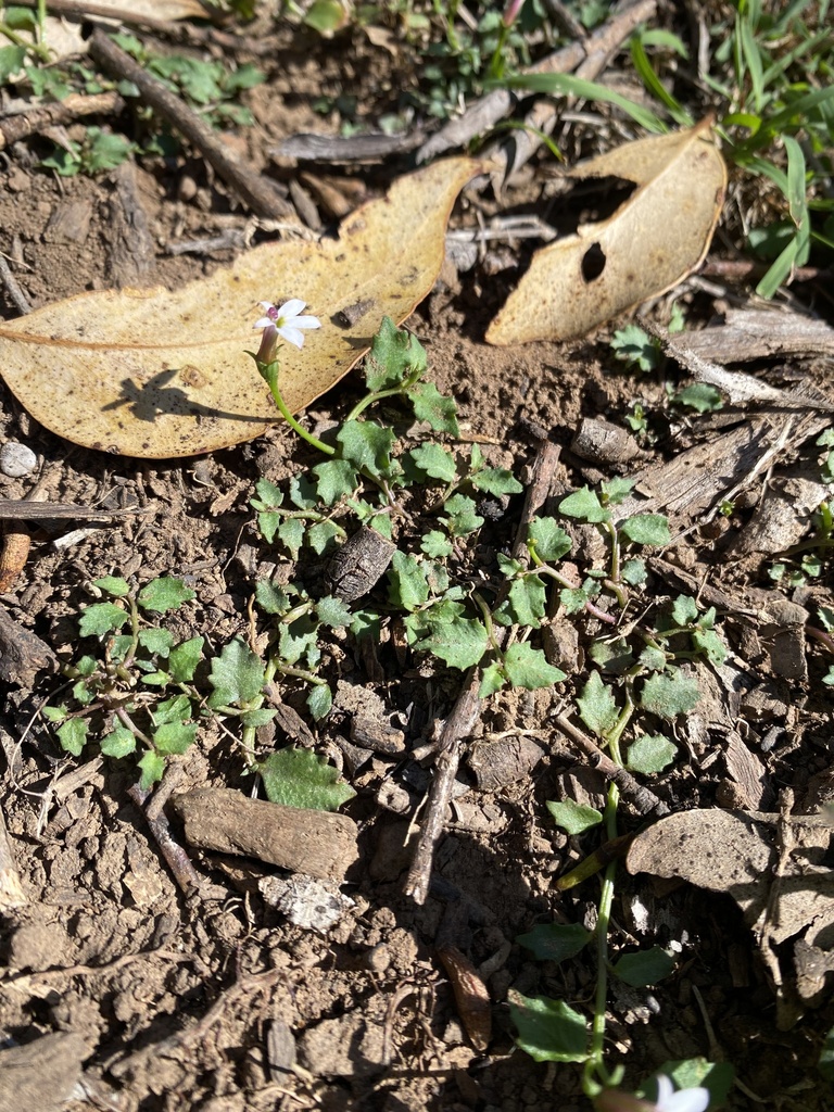 White Root from Elizabeth Dr, Cecil Hills, NSW, AU on April 23, 2024 at ...