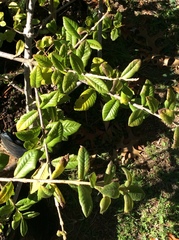 Bowkeria verticillata