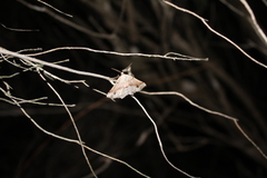 Drepanogynis mixtaria