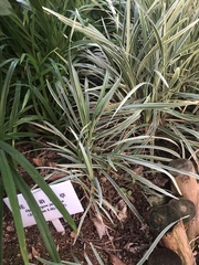 Ophiopogon jaburan