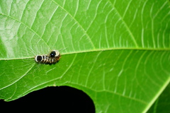 Euproctis kanshireia