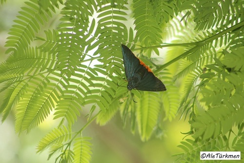 Orange-rimmed Skipper