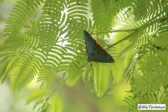 Chalypyge chalybea chloris