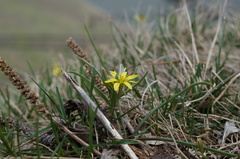 Gagea fedtschenkoana