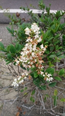 Ligustrum liukiuense
