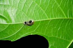 Euproctis kanshireia