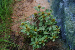 Bidens kamtschatica