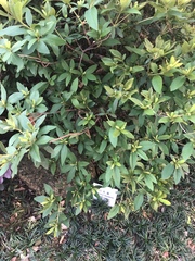 Rhododendron mucronatum