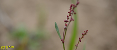 Persicaria tinctoria