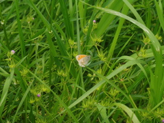 Coenonympha pamphilus