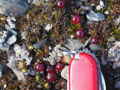 Coprosma atropurpurea