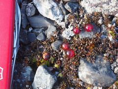 Coprosma atropurpurea