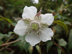 Rubus cardotii