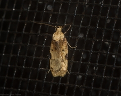 Elaeonoma deltacostamela