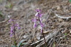 Orchis troodi
