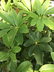 Schefflera