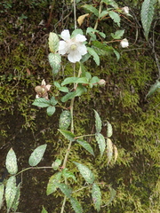 Rubus cardotii
