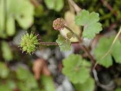 Hydrocotyle setulosa