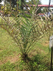 Arecaceae