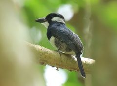 Notharchus pectoralis image