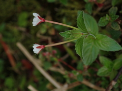 Epilobium amurense