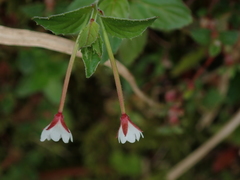 Epilobium amurense
