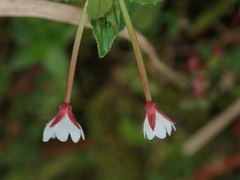 Epilobium amurense
