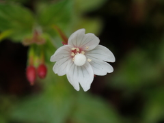 Epilobium amurense