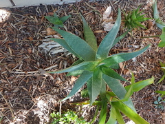 Aloe × schimperi