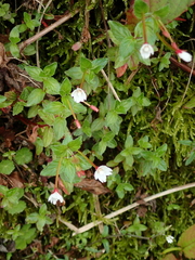 Epilobium amurense