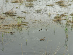 Anas platyrhynchos