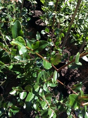 Apodytes abbottii