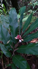 Alpinia shimadae