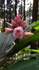 Alpinia shimadae