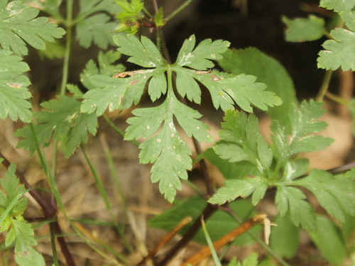 Image of Geranium yeoi by (c) Joe Dillon, some rights reserved (CC BY)