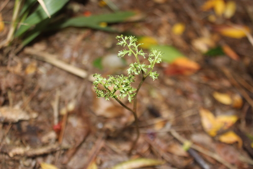 Image of Sceptridium biforme by (c) Joe Dillon, some rights reserved (CC BY)