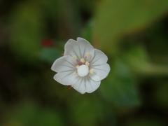 Epilobium amurense