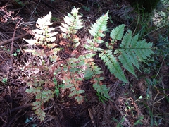 Dryopteris hendersonii