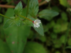 Epilobium amurense