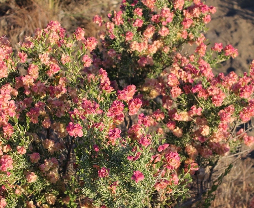 grayia spinosa