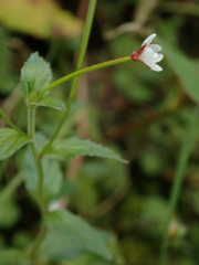 Epilobium amurense