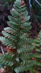 Dryopteris hendersonii