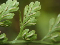 Asplenium tenuicaule