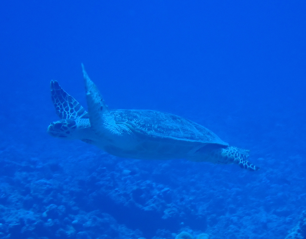 Hawksbill Sea Turtle in April 2024 by Debra Baker. Outer reef slope and ...