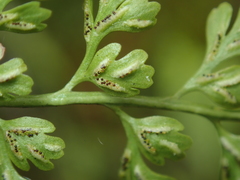 Asplenium tenuicaule