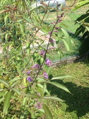 Vitex agnus-castus