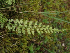 Asplenium tenuicaule