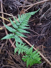 Athyrium arisanense